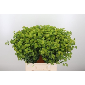 Bupleurum Griffithii