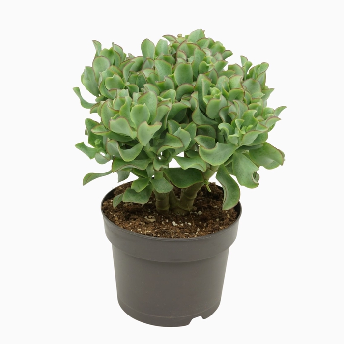 <h4>Crassula Curly</h4>