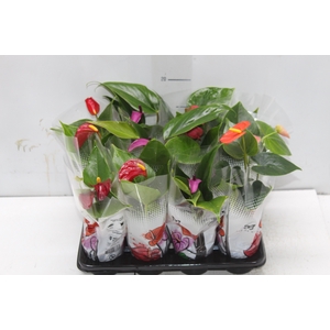 ANTHURIUM VARIADO P06