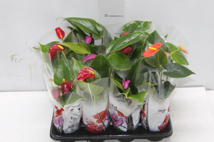 <h4>ANTHURIUM VARIADO P06</h4>