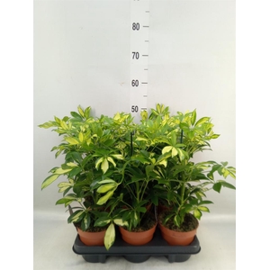 Schefflera arbor. 'Gerda'