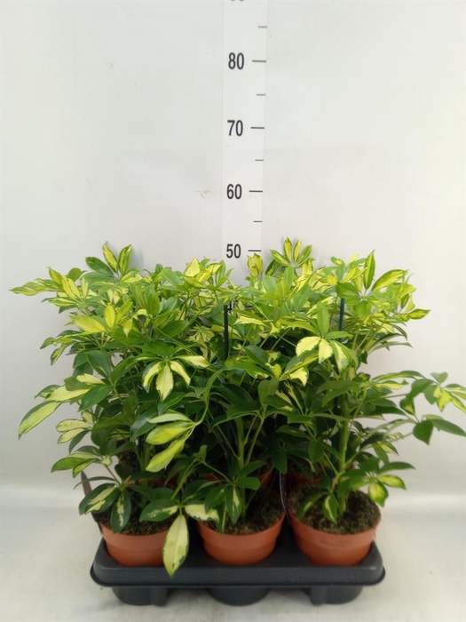<h4>Schefflera arbor. 'Gerda'</h4>