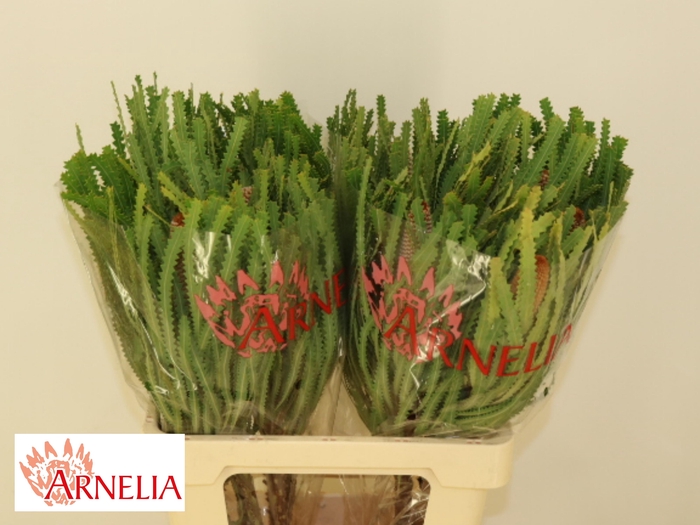 <h4>BANKSIA HOOKERIANA</h4>