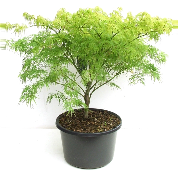 <h4>Acer palmatum 'Dissectum' P38 Full CC</h4>