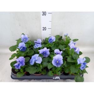 Viola wr. 'Flair Light Blue'