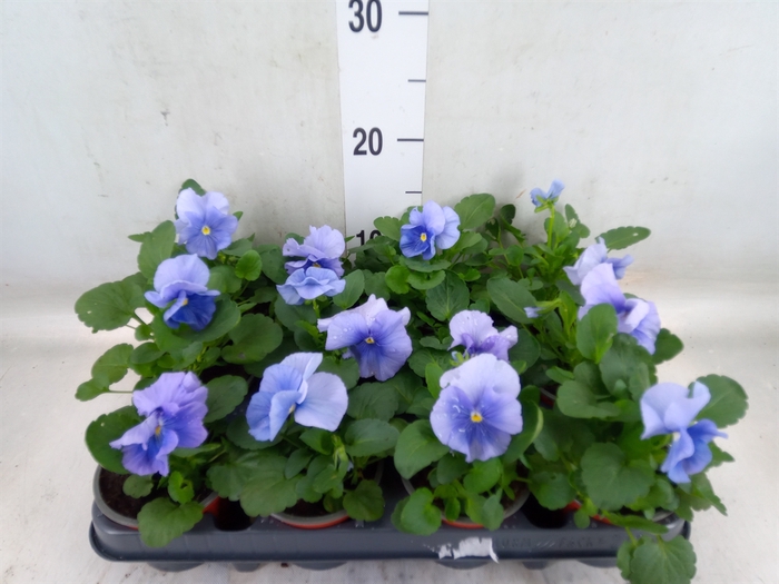 <h4>Viola wr. 'Flair Light Blue'</h4>