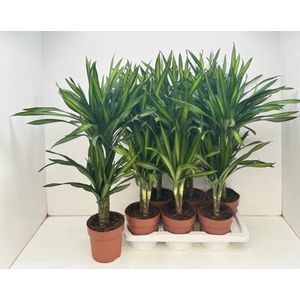 Dracaena frag. Riki 17Ø 85cm 2pp