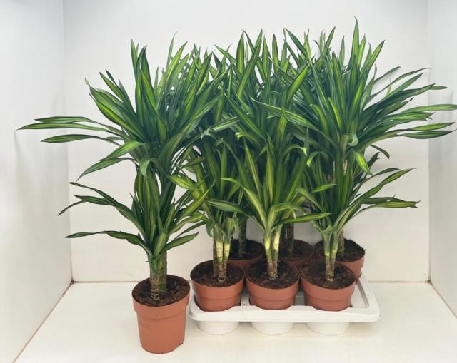 Dracaena frag. Riki 17Ø 85cm 2pp