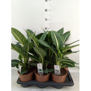 Dieffenbachia  'Green Magic'