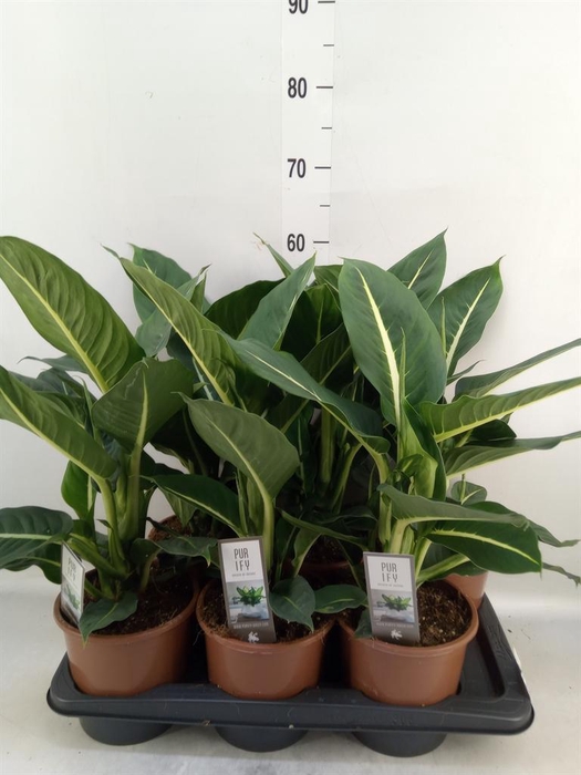 <h4>Dieffenbachia  'Green Magic'</h4>