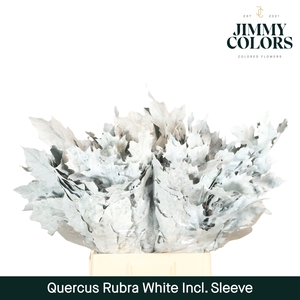 Quercus Rubra sleeve L60 Wit