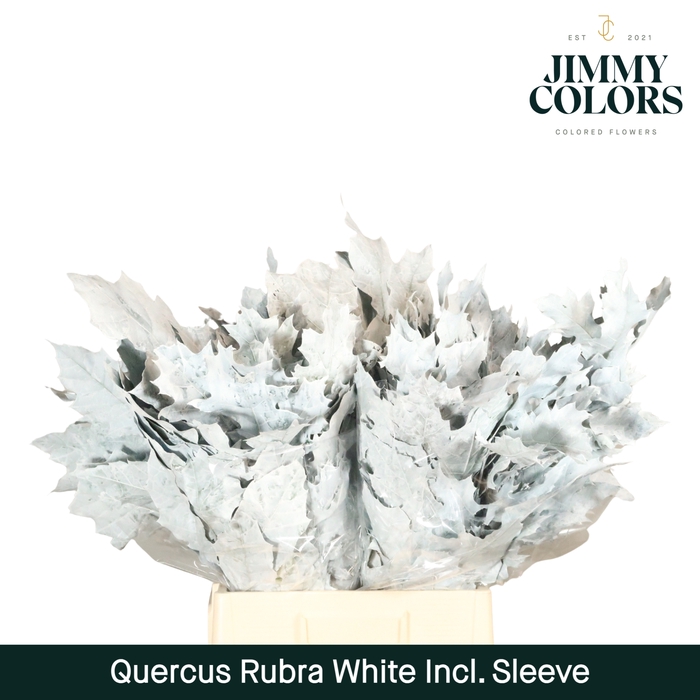 <h4>Quercus Rubra sleeve L60 Wit</h4>