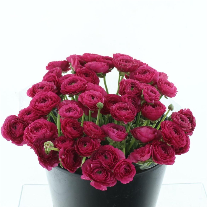 <h4>Ran Su Sr Cic Cerise</h4>