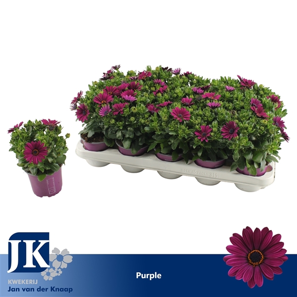 <h4>osteospermum Paars TST</h4>