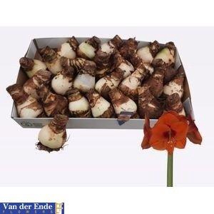 <h4>BLOEMBOL HIPPEASTRUM</h4>