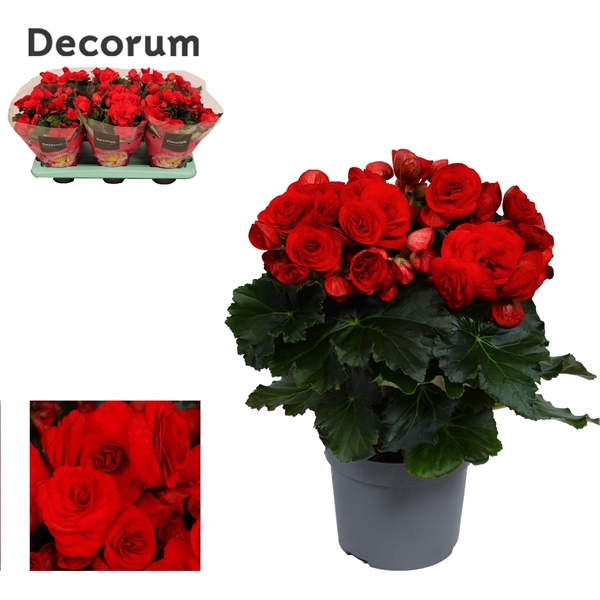 <h4>Begonia Baladin</h4>