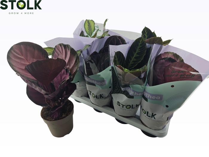 <h4>CALAT GEM 4 SRT</h4>