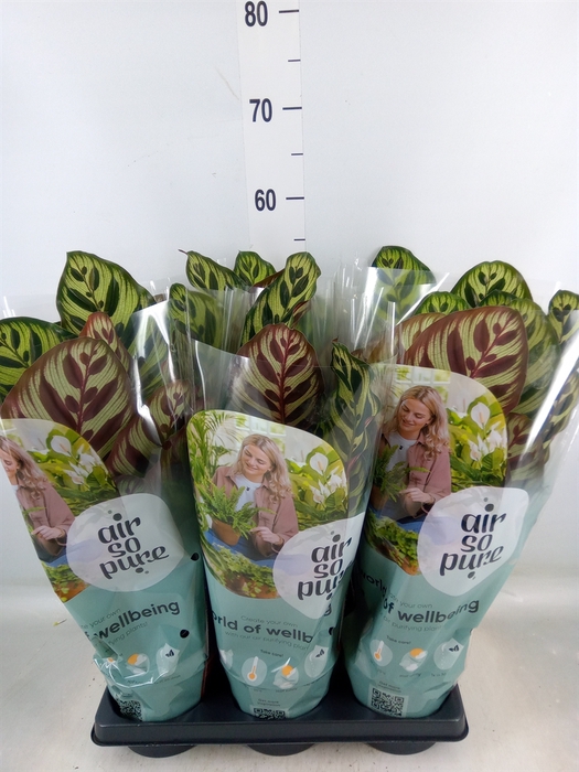<h4>Calathea makoyana</h4>