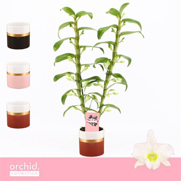 <h4>Dendrobium Nobilé, Apollon 2-spike in Dolomite Horizon 'Orchid Collection'</h4>