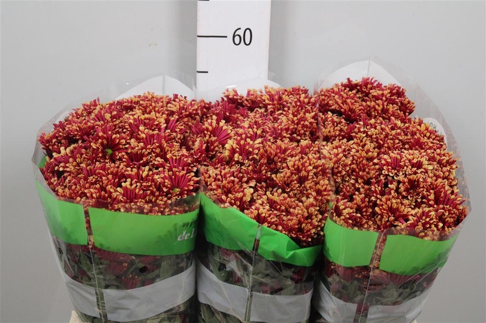 <h4>Chr S Miri Yellow</h4>