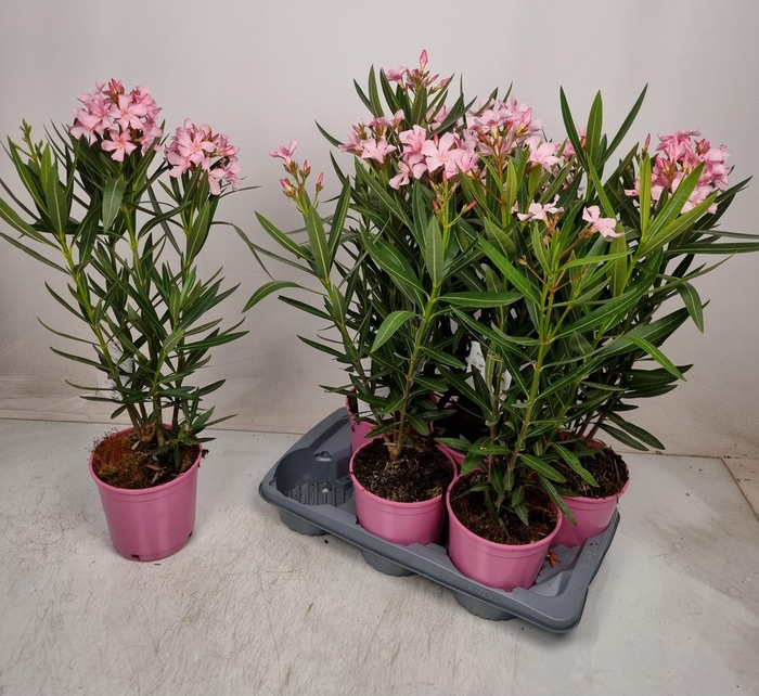 <h4>NERI OLEANDER</h4>
