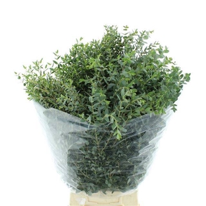 EUC PARVIFOLIA P BS
