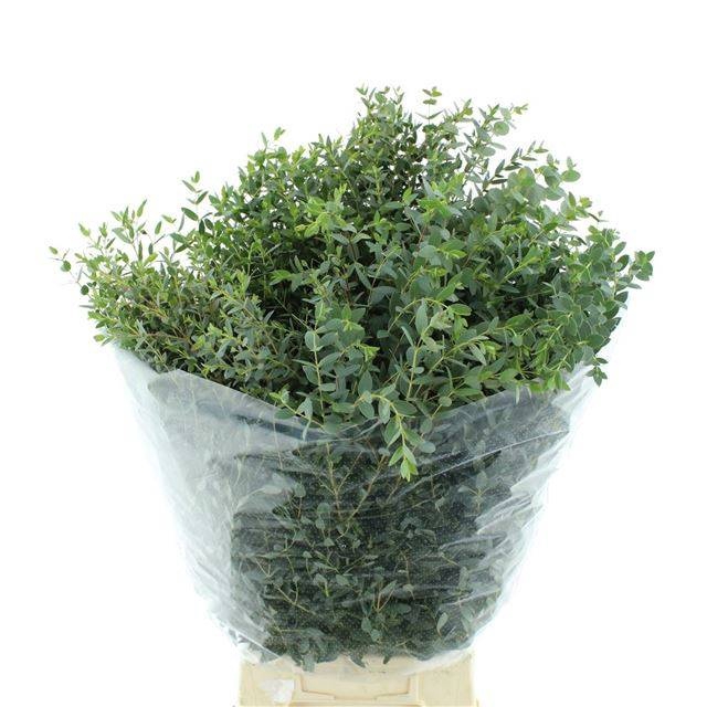 <h4>EUC PARVIFOLIA P BS</h4>