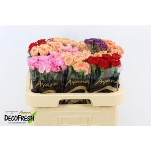 Di St Hot Mix in box