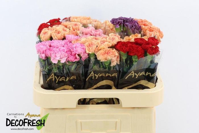 <h4>Di St Hot Mix in box</h4>