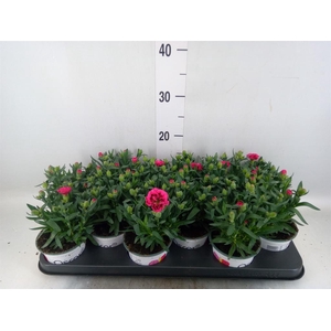 Dianthus  'Oscar Purple Wings'