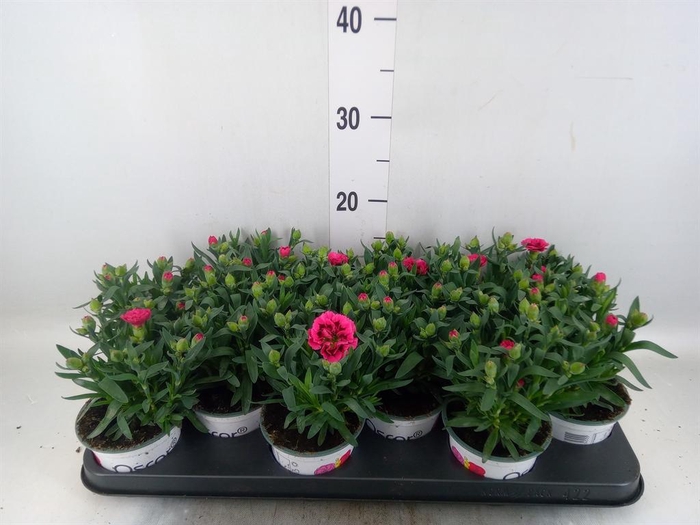 <h4>Dianthus  'Oscar Purple Wings'</h4>