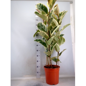 Ficus elastica 'Tineke'