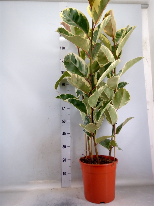 <h4>Ficus elastica 'Tineke'</h4>