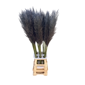 CORTA SELLOAN GREY