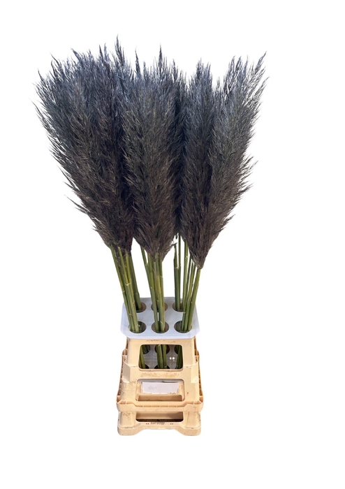 <h4>CORTA SELLOAN GREY</h4>