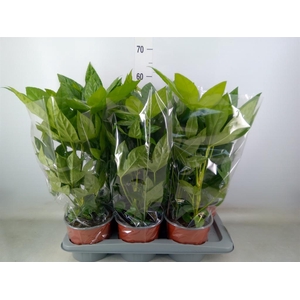 Fatsia japonica   ...