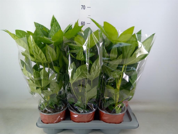 <h4>Fatsia japonica   ...</h4>