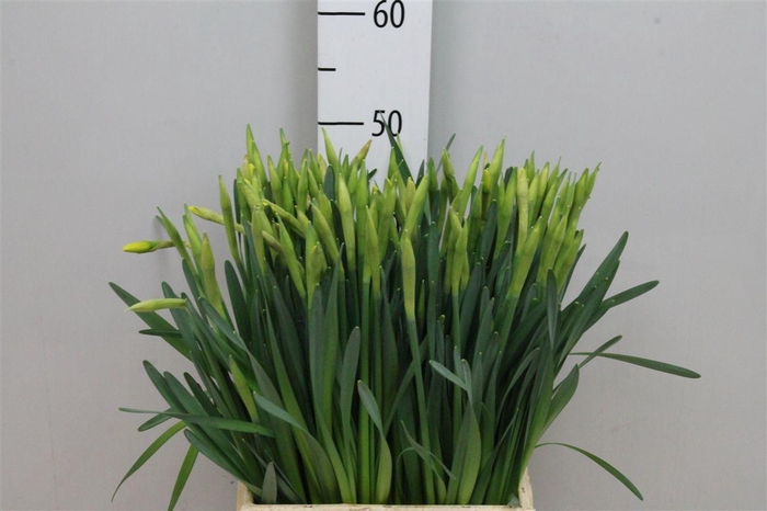 <h4>Narc G Pinza</h4>