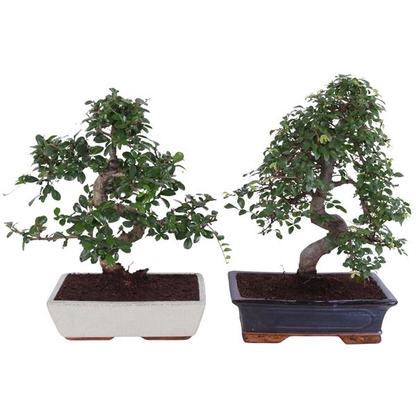 <h4>Bonsai Mix in ø30cm in Ceramic</h4>
