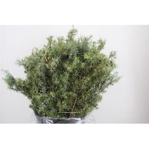 Jenever Berry 400gr P Bunch