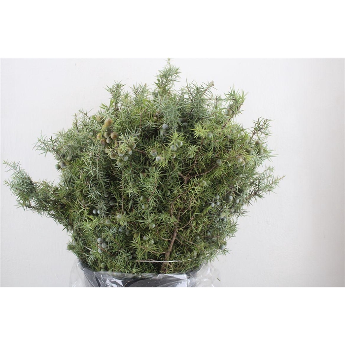<h4>Jenever Berry 400gr P Bunch</h4>