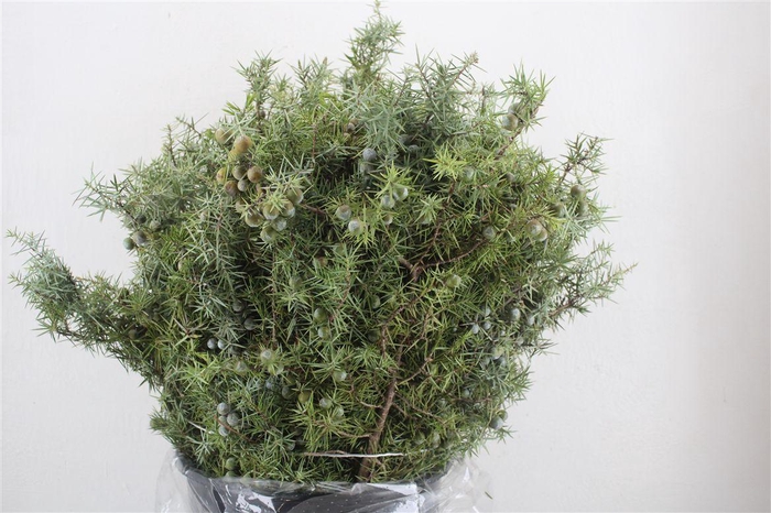 Jenever Berry 400gr P Bunch