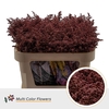 Solidago DYED Bordeaux