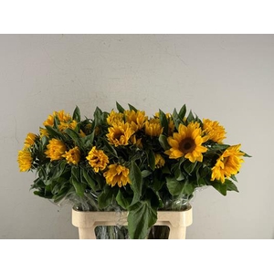 Helianthus Vincents Fresh