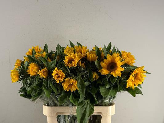 <h4>Helianthus Vincents Fresh</h4>