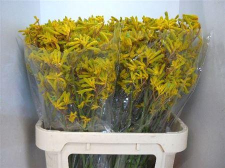 <h4>Anigoz Yellow Gem</h4>