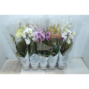 PHALAENOPSIS P12 2 HT