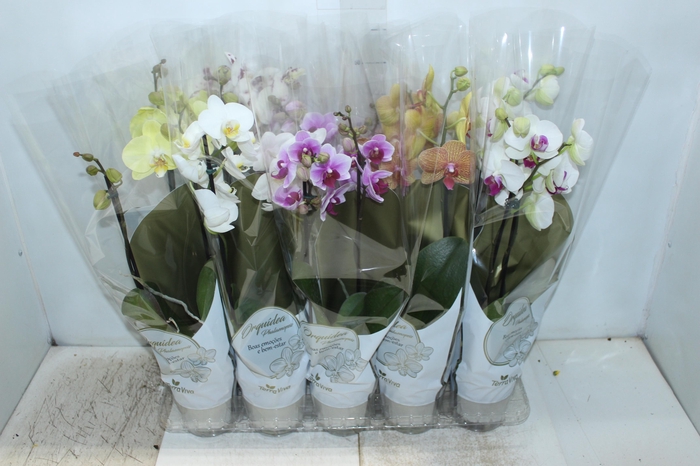 <h4>PHALAENOPSIS P12 2 HT</h4>