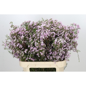 Chamelaucium Dancing Queen