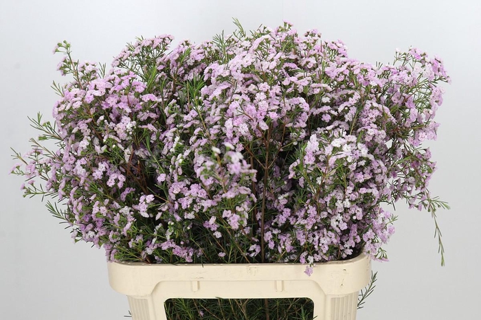 <h4>Chamelaucium Dancing Queen</h4>